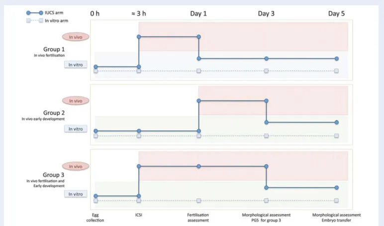 Figure 2 Timeline for the pilot study, designed to test the utility of the IUCS in supporting normal human fertilization and embryo development