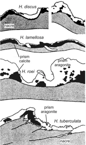 Figure 2. Vertical shell sections of four Haliotis species, showing the irregular layering of the calcite ~black! and aragonite ~white!