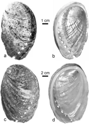 Figure 3. Juvenile ~a, b! and adult ~c, d! shells of Haliotis tubercu- tubercu-lata. The outer surfaces of these cultivated samples are unusually clean, devoid of encrusting epibionts