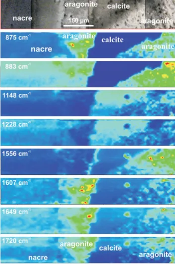 Figure 7. Top: Image of the mapped zone of the shell. Color images: Fourier transform infrared microscopy maps showing the compositional difference in mineralogy ~875 cm ⫺1 !