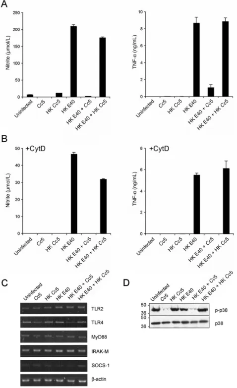 Figure 5. Inhibition of heat-killed (HK) Yersinia enterocolitica–induced proinflammatory response by Capnocytophaga canimorsus 5 (Cc5)