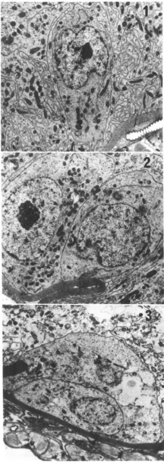 FIG. 1-3. 1, Single regenerative cell from the anterior intestine 5 days after blood feeding (7,080 x)