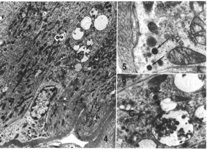 FIG. 4-6. 4, Gut endocrine cell from the anterior intestine 5 days after blood feeding; the cell displays characteristics typical of all gut endocrine cells observed (see text) (5,920 x)