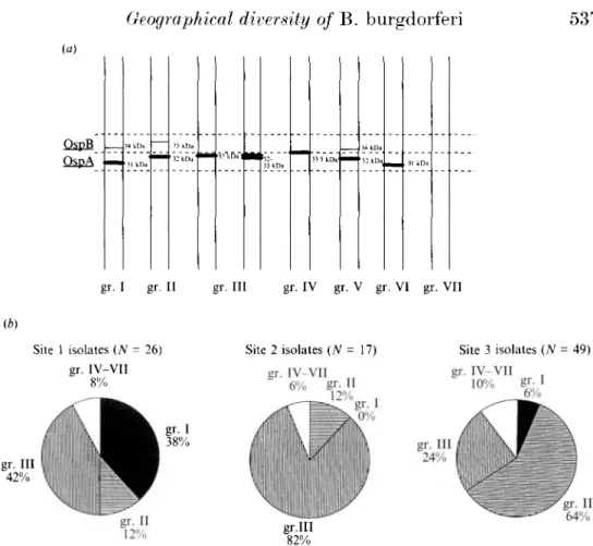Fig. la and b. Typing groups of B. burgdorferi isolates and their geographical distribution, (a) Schematic description of the typing groups according to the molecular weights of OspA and OspB