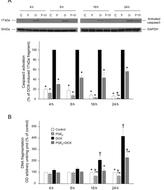 Figure 2A illustrates that DOX decreased cell viability in a time- and concentration-dependent manner