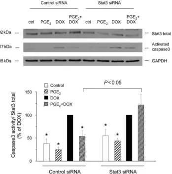 Figure 5 Small interfering RNA targeting Stat3 and pharmacological inhi- inhi-bition of Stat3 reduce the inhibitory effect of prostaglandin E 2 on doxorubicin-induced apoptotic DNA fragmentation
