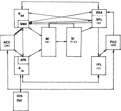 Figure 7. Some of the major cortical relationships of the SMA and related areas shown schematically