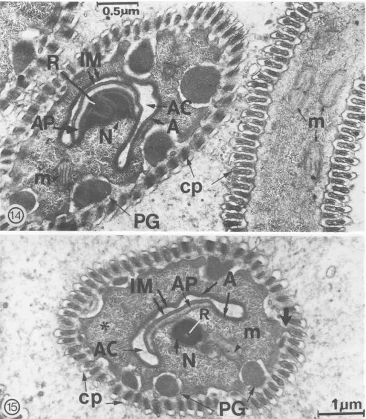 FIG. 14-15. 14, PG: peripheral granules. Site of acrosomal plate (AP) attachment with nucleus (N) and acrosomal canal (AC)