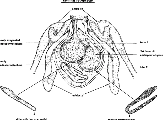 FIG. 1. Schematic diagram of the seminal receptacle of mated 9 containing endospermatophores of different ages