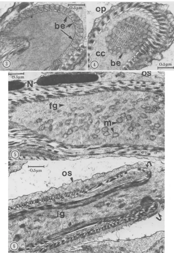 FIG. 3-6. 3, Longitudinal section through the bulbous expansions (be) connected by short stalks to the tip of the inner cord; 4, Cross section through the conical tip apex showing linear arrangement of bulbous expansions (be) inside the cisternal cavity (c