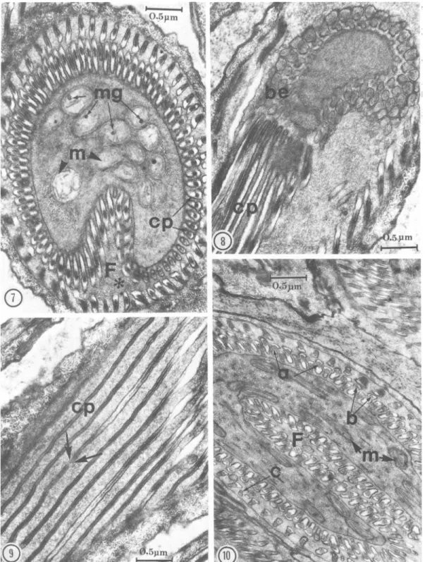 FIG. 7-10. 7, Cross section of spermatid showing accumulation of mitochondria (m) containing large electron- electron-dense mitochondrial granules (mg)