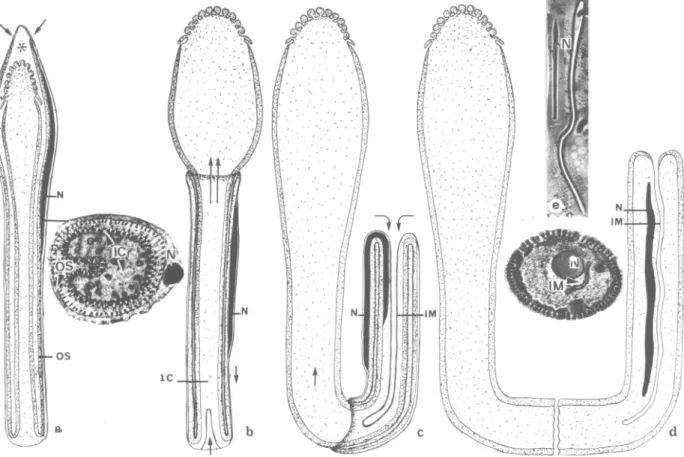 FIG. 11. Schematic diagram of the elongation process of the spermatid: a, Arrows show the point of detach- detach-ment of the outer sheath (OS)