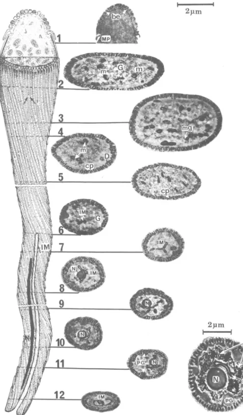 FIG. 12. Three-dimensional reconstruction of the spermatozoon with corresponding micrographs of different, regions