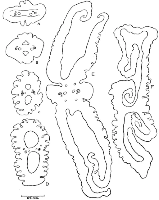 Fig. 6. Duthiersia ftmbriata. A—F transverse sections passing through different regions of the scolex, A, being nearest the base.