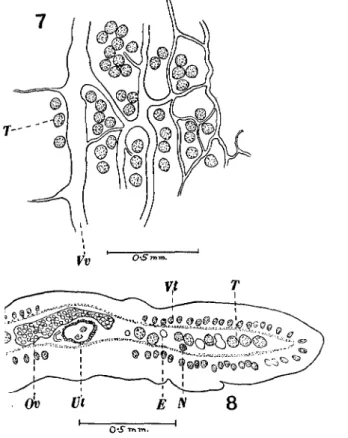 Fig. 7. Portion of a horizontal section showing the excretory system. Vv. Ventral vessel, T