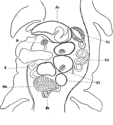 Fig. 9. Duthiersia fimbriata. Sagittal section. Ov. Ovary, Pc. Cirrus pouch, Rs. Receptaculum seminis, S