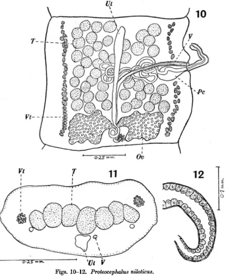Fig. 10. General anatomy.