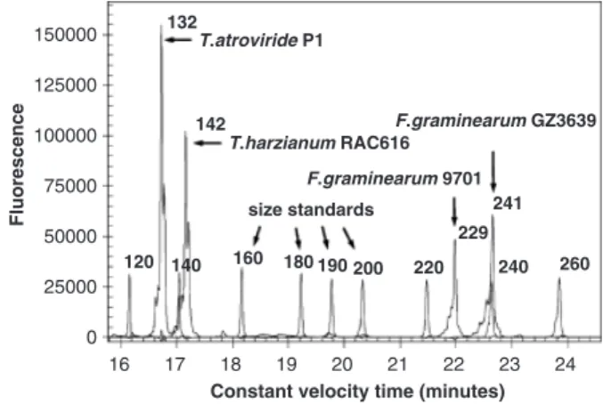 Fig. 1. Microsatellite PCR product analysis from a sample containing DNA of four fungal strains using a sequencer with capillary  electrophor-esis and laser-induced fluorescence detection