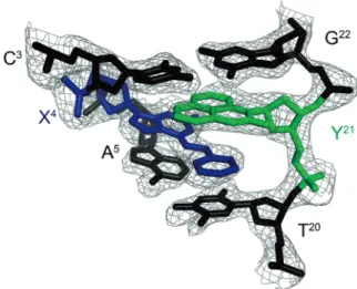 Figure 1 shows the DDD-XY duplex in the region of the C 3 :G 22 , X 4 :Y 21 and A 5 :T 20 base pairs