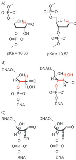 Figure 8. (A) C2 0 –H acidities of an RNA and a DNA abasic site in the aldehyde form; (B) syn and anti conformers at the C2 0 –C3 0 –bond and implications on the concerted trans-b-elimination process for RNA and DNA;