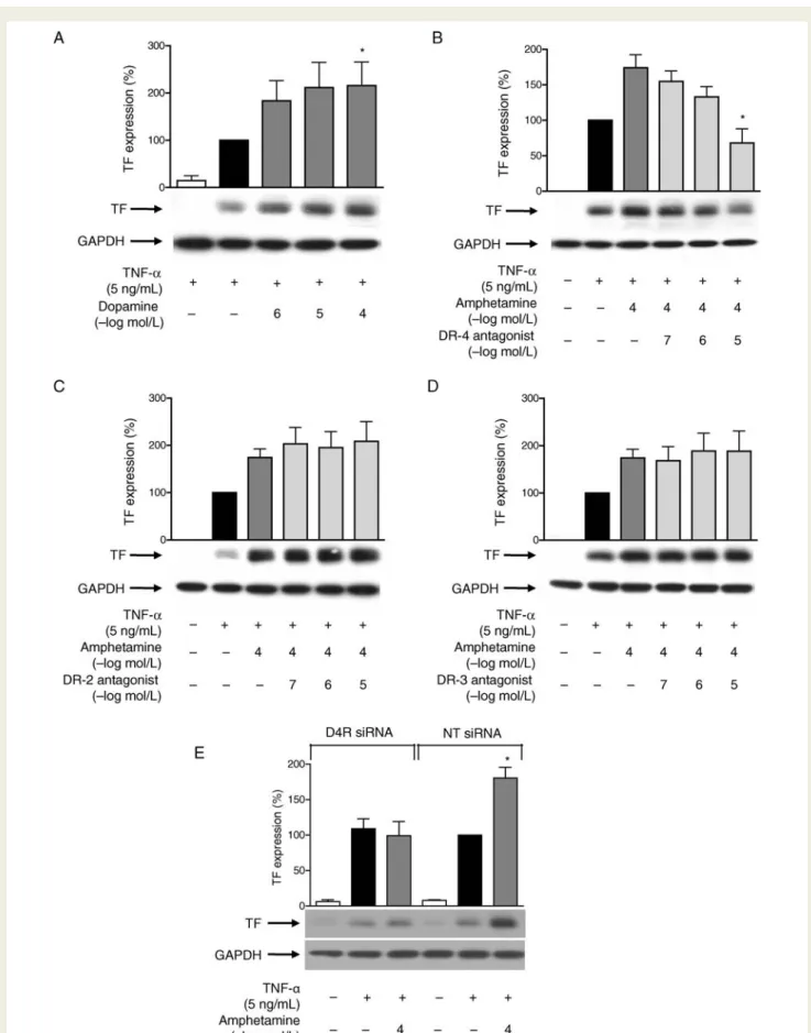 Figure 6 Amphetamine enhances endothelial tissue factor expression via dopamine D4 receptor