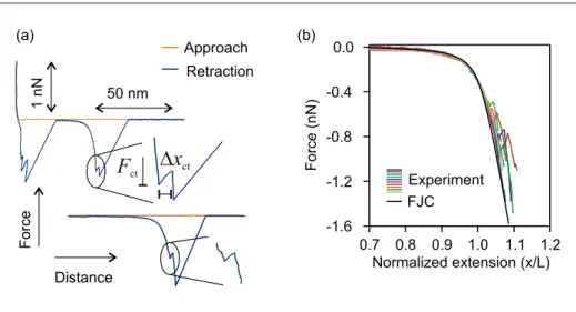 Fig. 5. (a) Force versus extension profiles of P1 showing isomerization events. The onset of cis-to- cis-to-trans isomerization is denoted by the isomerization force that accompanies an extension increase.