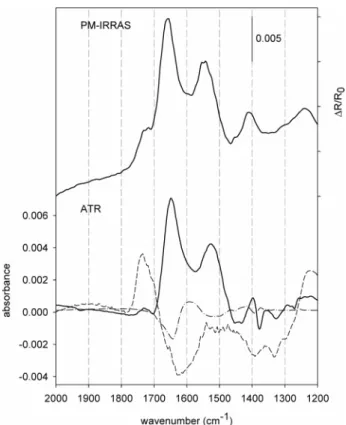 Figure 1. PM-IRRAS and ATR-IR spectra of zwitterionic GSH adsorbed on Au from neutral solution (about pH 5)