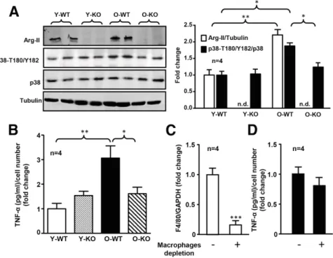 Figure 7 — Age-associated increase in TNF-a production mainly originated from acinar cells