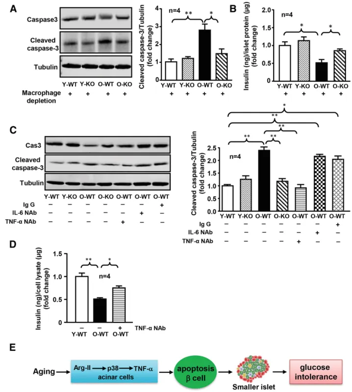 Figure 8 — TNF-a released from acinar cells induces b-cell apoptosis. A : Approximately 100 isolated islets of similar size were handpicked from young WT mice (as a bioassay) and then were treated with conditioned medium prepared from macrophage-depleted a