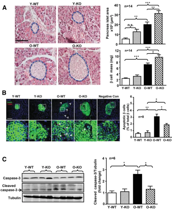 Figure 3 — Ablation of Arg-II protects old female mice from age-associated apoptosis in the pancreas