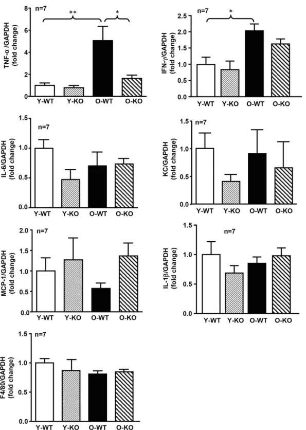 Figure 4 — Age-associated increase in TNF-a production in the pancreas was prevented in female Arg-II 2/2 mice