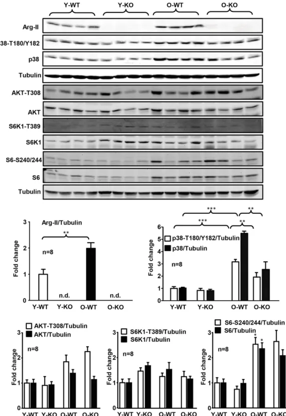 Figure 5 — Age-associated increase in Arg-II expression and p38 MAPK activation in pancreas was prevented in old female Arg-II 2/2 mice.