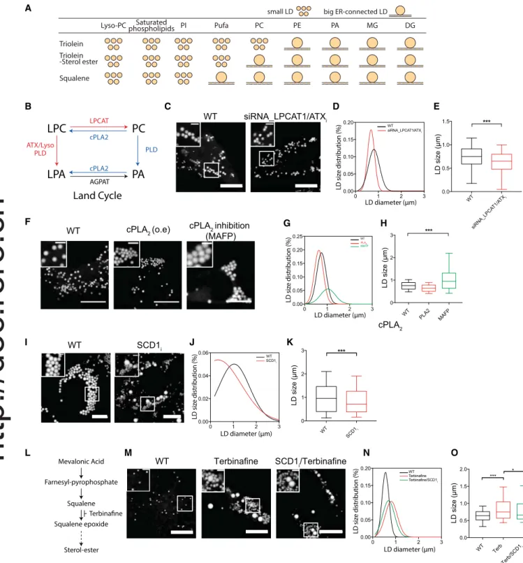 Figure 6. Targeted Alteration of Cellular Lipid Composition Modulates LD Formation Size in a Predictable Manner