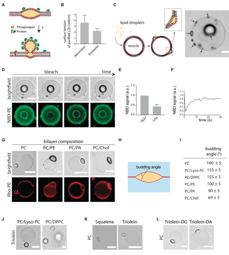 Figure 1. Lipids, Not Coat Proteins, Can Physically Mediate LD Budding