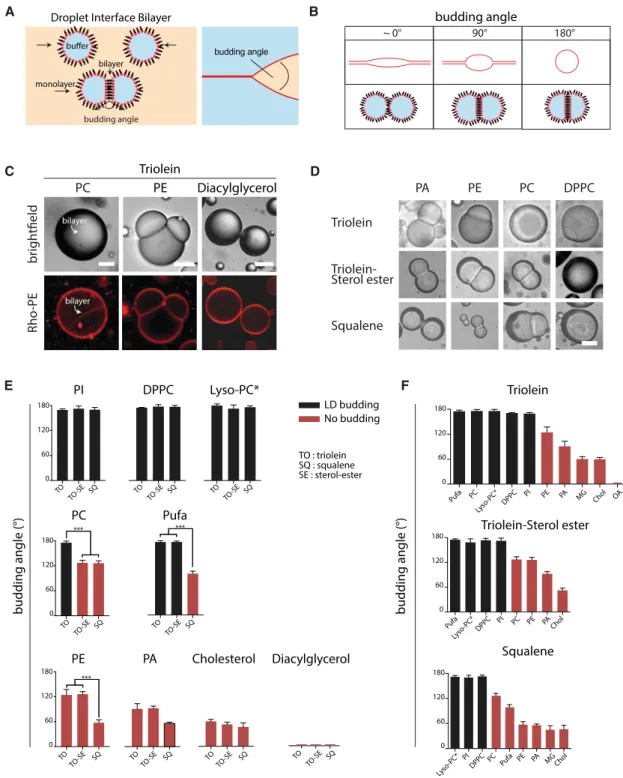 Figure 2. Determination of the Individual Contribution of Phospholipids on LD Budding
