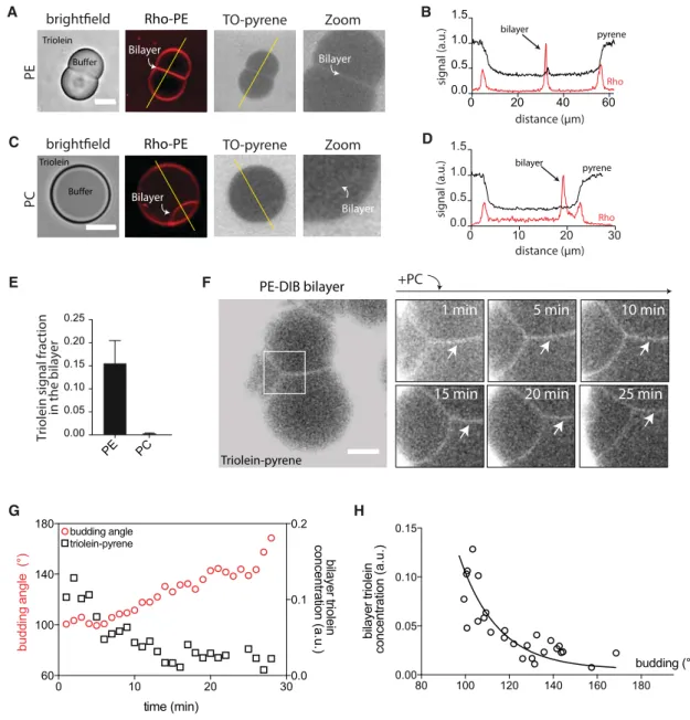 Figure 3. LD Budding Is Concomitant with the Natural Neutral Lipid Egress from the Bilayer