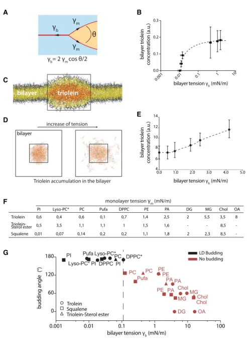 Figure 4. Surface Tension Controls the Neutral Lipid Egress from the Bilayer and LD Budding