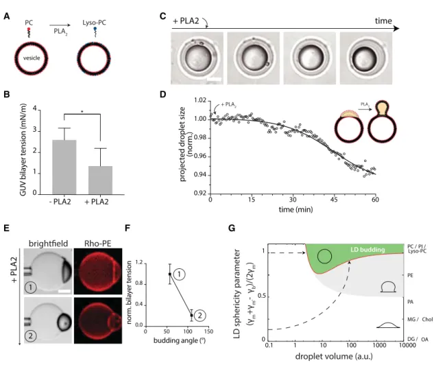 Figure 5. Phospholipase A 2 Activity Decreases the Bilayer Surface Tension and Induces Droplet Budding (A) Conversion of PC to Lyso-PC by phospholipase A 2 (PLA 2 ).