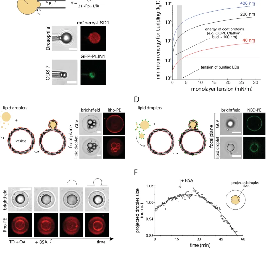 Figure S1 Ben M’Barek et al. 2016