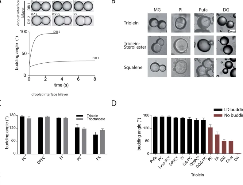 Figure S2 Ben M’Barek et al. 2016