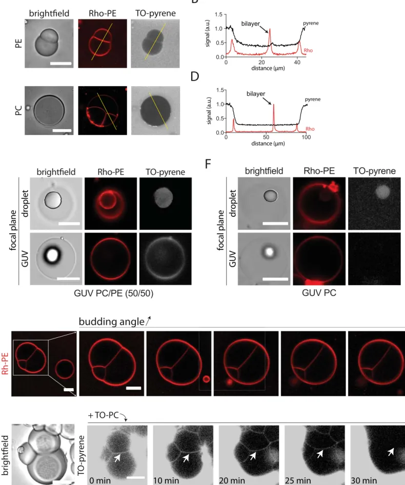 Figure S3 Ben M’Barek et al. 2016budding angle