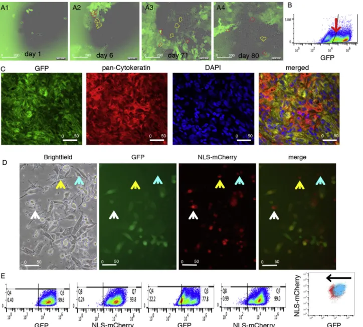 Figure 3. Time-Dependent Decrease in EGFP Expression in Initially 100% EGFP(+) Cells Indicates Gradual Loss of Stemness Observed In Vitro and In Vivo