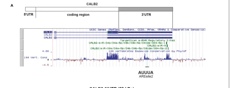 FIGURE 2 | Calretinin 3 0 UTR contains a stabilizing and destabilizing elements. (A) Multiple species alignment of calretinin 3 0 UTR using UCSC Genome Browser revealed two conserved stretches