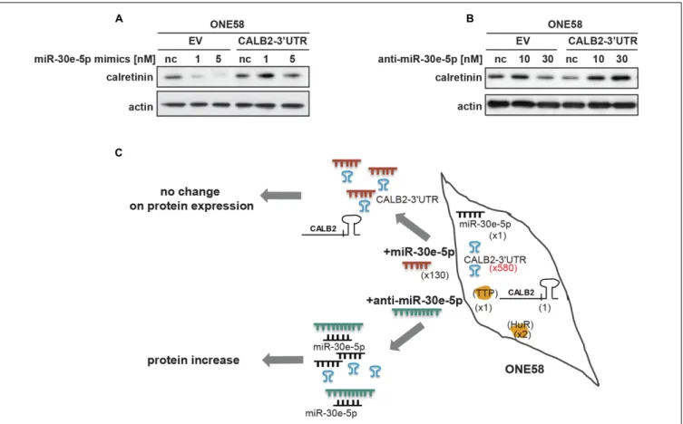 FIGURE 5 | Overexpression of calretinin 3 0 UTR competes with trans-regulatory factors and reveals a possible ceRNA network in regulation of calretinin expression.
