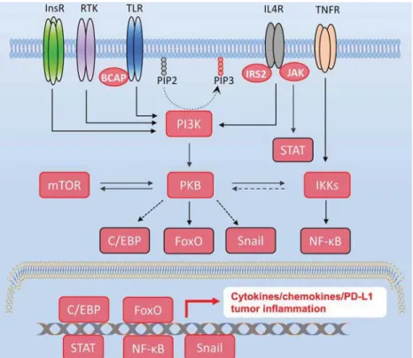 Fig. 1. PKB-mediated signaling cross-talks and its impact on immune checkpoint regulation