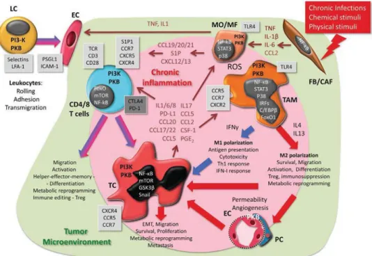 Fig. 2. Cellular eﬀects of PKB in cancer-related inﬂammation. External persistent stimuli (infectious, chemical or physical) as well as oncogenic signals in tumor cells can initiate chronic inﬂammation