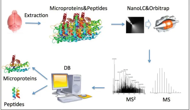 Figure 1 The workflow for the microproteins and endogenous peptides analysis. 