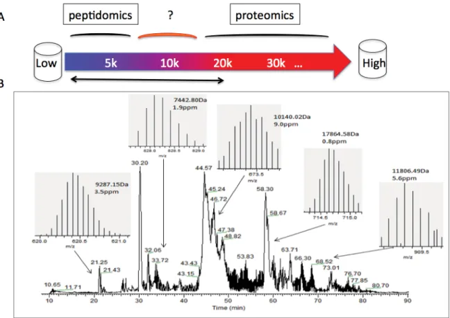 Figure 2 The scheme and the representative chromatography. A) The scheme; B) The base peak model  chromatogram for microproteins and peptides by high-resolution mass spectrometry