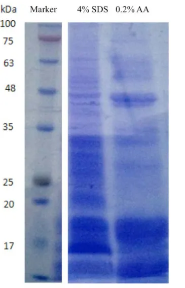 Figure S1. The gel electrophoresis experiments with the extracts  by  4% SDS buffer  and 0.2% acetic acid (AA)