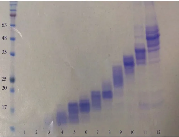 Figure S2 The sample fractionations with GELFrEE unit for the mouse brain tissue. 